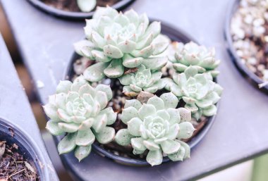 Kapalı sulu bitki saksıda dokorasyon için klasik tonda, seçici odaklı. 