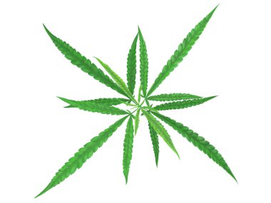 Esrar veya marihuana yaprakları bitki dijital illüstrasyonunu beyaz arka plan, bitki ve tıbbi konsepte izole eder