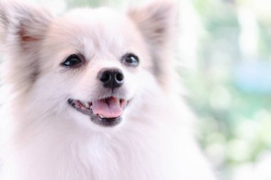 Yavru Pomeranian 'ın yakın plan yüzü yeşil doğa geçmişi olan bir şeye bakıyor, köpek sağlığı konsepti, seçici odaklanma