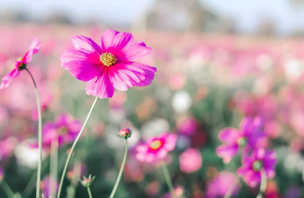Closeup Beautiful Pink Cosmos Flower Field Sunlight Morning Selective Focus — Stock Photo, Image