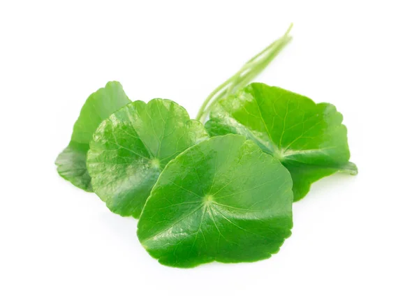 Szoros Levél Gotu Kola Ázsiai Pennywort Indiai Pennywort Fehér Alapon — Stock Fotó