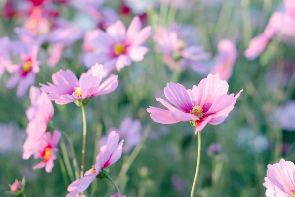 Closeup Beautiful Pink Cosmos Flower Field Sunlight Morning Selective Focus — Stock Photo, Image