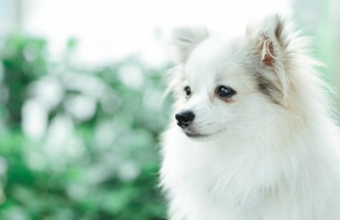 Yavru Pomeranian 'ın yakın plan yüzü yeşil doğa geçmişi olan bir şeye bakıyor, köpek sağlığı konsepti, seçici odaklanma