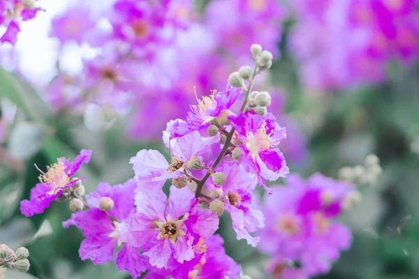 Primo Piano Bel Fiore Rosa Inthanin Nel Campo Con Luce — Foto Stock