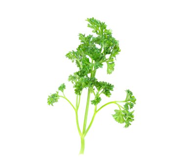 Beyaz arkaplanda yalıtılmış maydanoz sebzesi