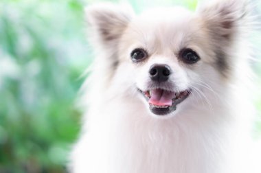 Yavru Pomeranian 'ın yakın plan yüzü yeşil doğa geçmişi olan bir şeye bakıyor, köpek sağlığı konsepti, seçici odaklanma