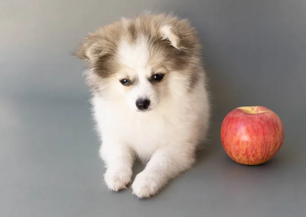 Perro Pomerania Buscando Algo Con Manzana Roja Sobre Fondo Gris —  Fotos de Stock