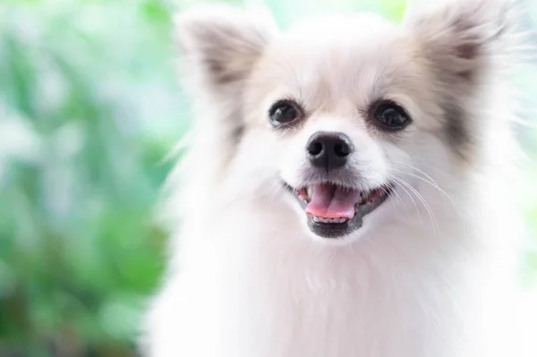 강아지 포메라니안의 클로즈업 선택적 — 스톡 사진