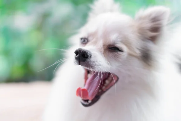 Primeros Planos Cachorro Pomeranian Mirando Algo Con Fondo Naturaleza Verde —  Fotos de Stock