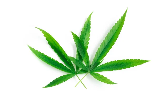 Unge Cannabis Eller Marihuana Blade Plante Hvid Baggrund Sundhedspleje Medicinsk - Stock-foto