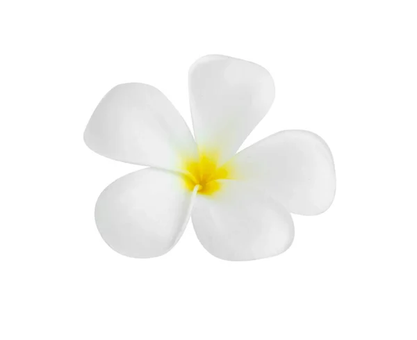 Closeup Plumeria White Color White Background Spa Relax — Stock Photo, Image