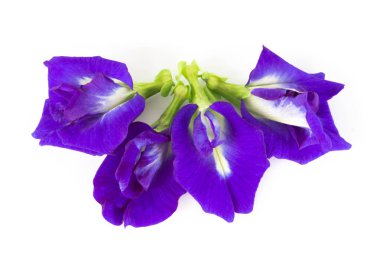 Beyaz arka plan, ot ve tıbbi kavramı kelebek bezelye çiçek