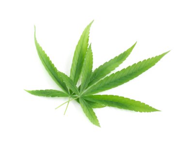 Beyaz arka plan, sağlık ve tıbbi konsept üzerinde genç esrar veya marihuana yaprağı bitkisi