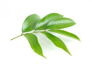 Lychee yaprağı beyaz arkaplanda izole edildi