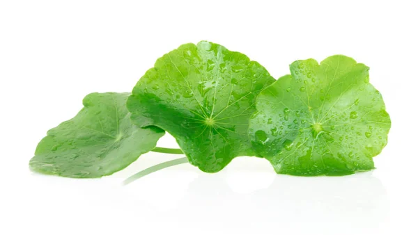 Szoros Levél Gotu Kola Ázsiai Pennywort Indiai Pennywort Fehér Alapon — Stock Fotó