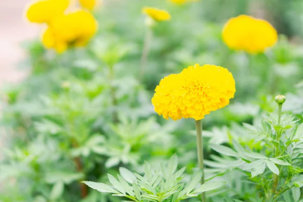 Closeup Yellow Marigold Flowers Garden Selective Focus — Stock Photo, Image