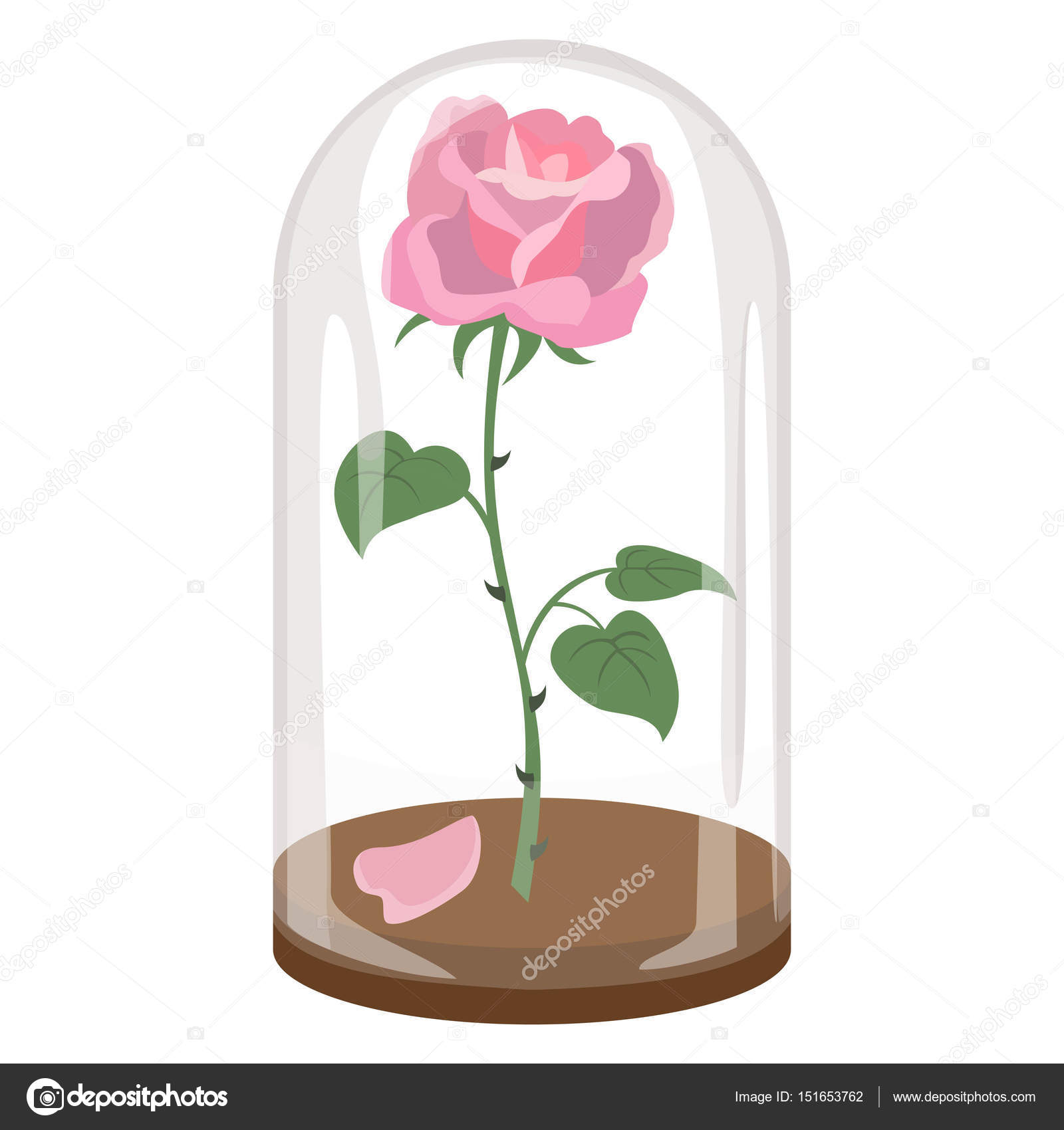 Роза в колбе на прозрачном фоне