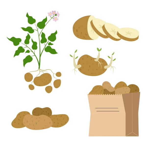 Ensemble d'icônes de pommes de terre sur fond blanc . — Image vectorielle