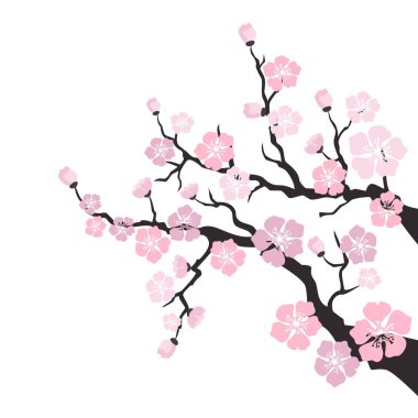 Sakura çiçeği beyaz arka plan üzerinde. 