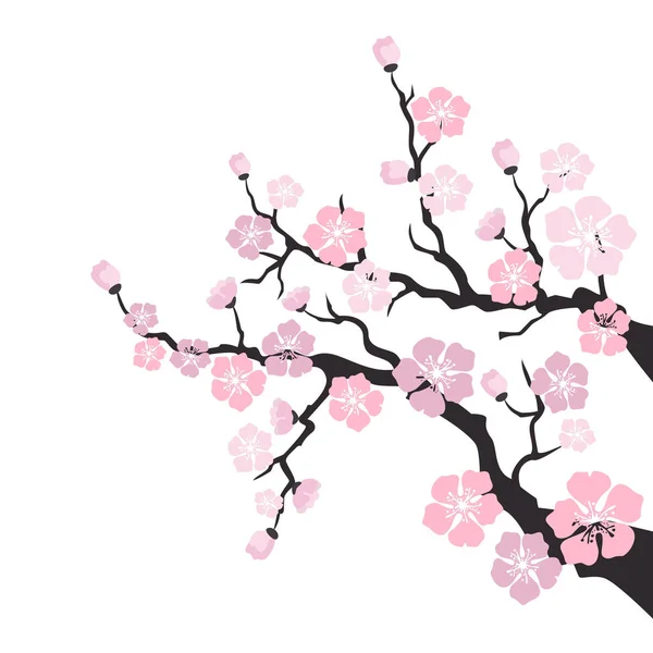 Sakura flor sobre fondo blanco . — Vector de stock