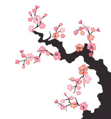 Beyaz arka planda kiraz çiçekleri. 