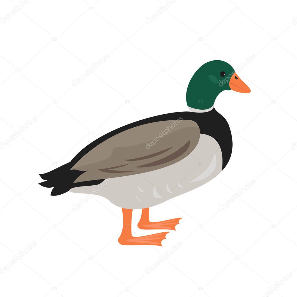 Cartoon duck icon on white background. Vector illustration.