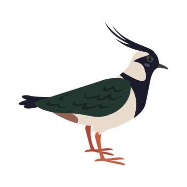 Cartoon lapwing icon on white background. clipart