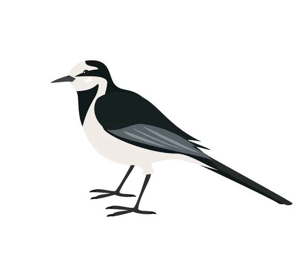 Icono de wagtail de dibujos animados sobre fondo blanco . — Archivo Imágenes Vectoriales