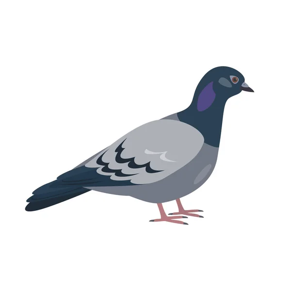 Cartoon pigeon ikonen på vit bakgrund. — Stock vektor