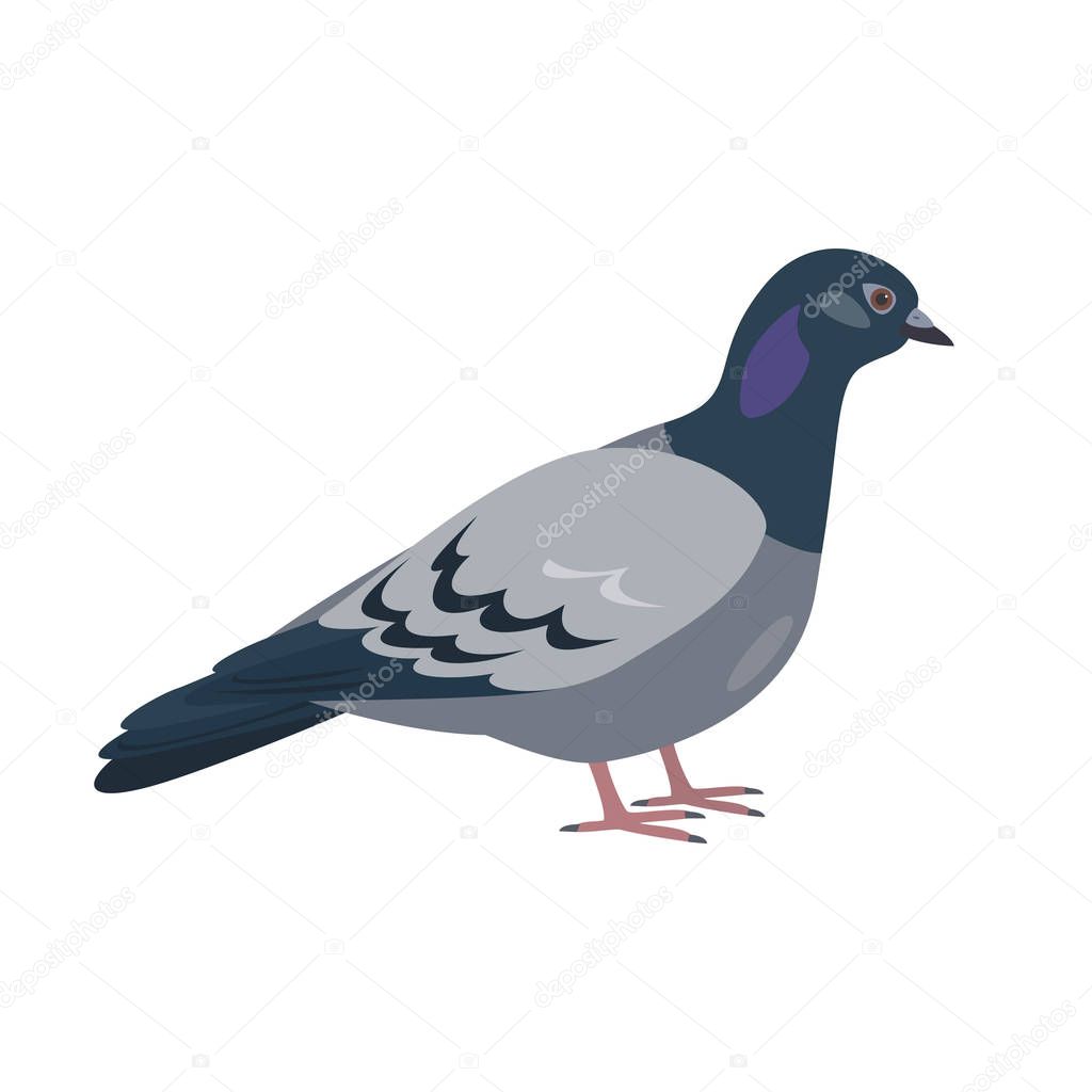 Cartoon pigeon icon on white background. 