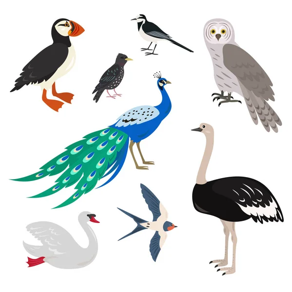 Set of cartoon cute birds on white background. — Stock Vector