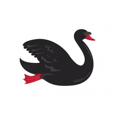 Beyaz arka plan üzerinde sevimli siyah kuğu. 