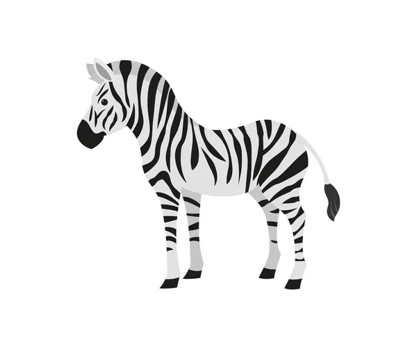 Söt zebra på vit bakgrund. — Stock vektor