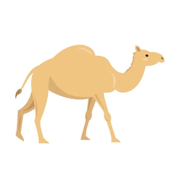 Lindo camello sobre fondo blanco . — Vector de stock