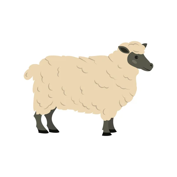 Cute Sheep White Background Vector Illustration — Stock Vector