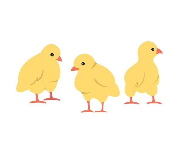 Conjunto Lindos Pollos Dibujos Animados Sobre Fondo Blanco Ilustración Vectorial — Archivo Imágenes Vectoriales