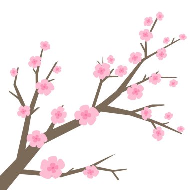 Beyaz arka planda kiraz çiçekleri. 