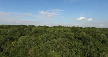Hava ağacı görüntüle yeşil çam ormanları, yüksek hızda günbatımı üzerinde en fazla 4 k'dan fazla atış Uhd