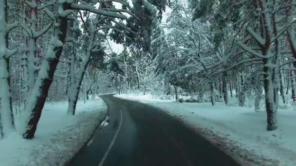 눈 덮인 소나무 숲 겨울 공중 무인 항공기 영상에 운전 하는 자동차 — 비디오