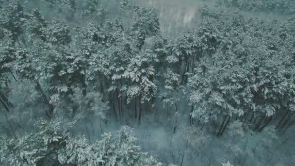 Vista superior sobre el bosque de invierno. Nieve en árboles imágenes aéreas de aviones no tripulados — Vídeos de Stock