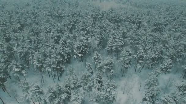 Sopra vista dall'alto sulla foresta invernale. Nevicate sugli alberi riprese aeree drone — Video Stock