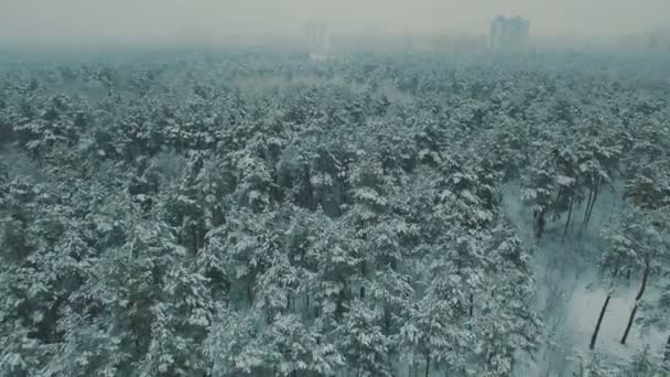 Nad horní pohled na zimní les. Sněžení na stromy hukot leteckých záběrů — Stock video