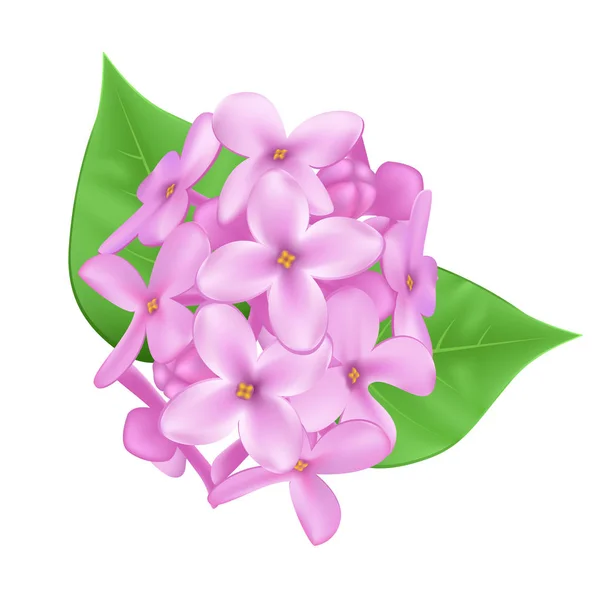 Šeříkové květy izolované na bílém pozadí. — Stockový vektor