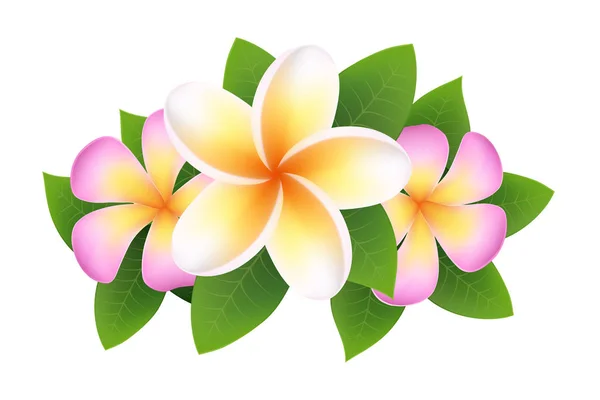 Plumeria, fleur de frangipani. élément de conception — Image vectorielle