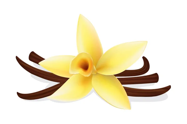 Vanilya ve sopa sarı çiçek — Stok Vektör