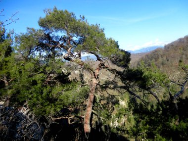 eski ağaç orman Dağları