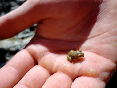 palmiye üzerinde küçük kurbağa