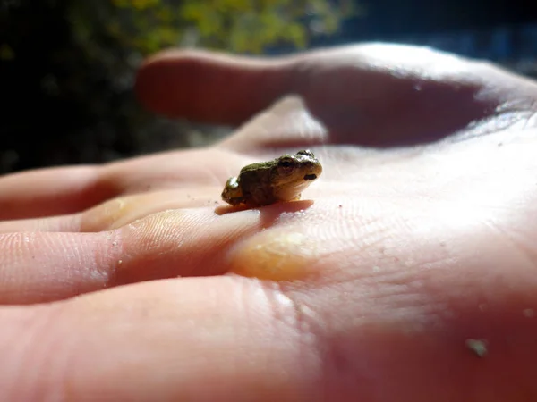 Petite grenouille sur la paume — Photo