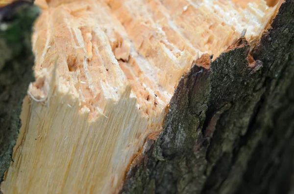 Splitterbaum Nahaufnahme Holzstruktur — Stockfoto