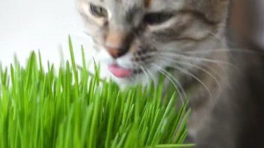 Mutlu kedi taze yeşil çim yeme